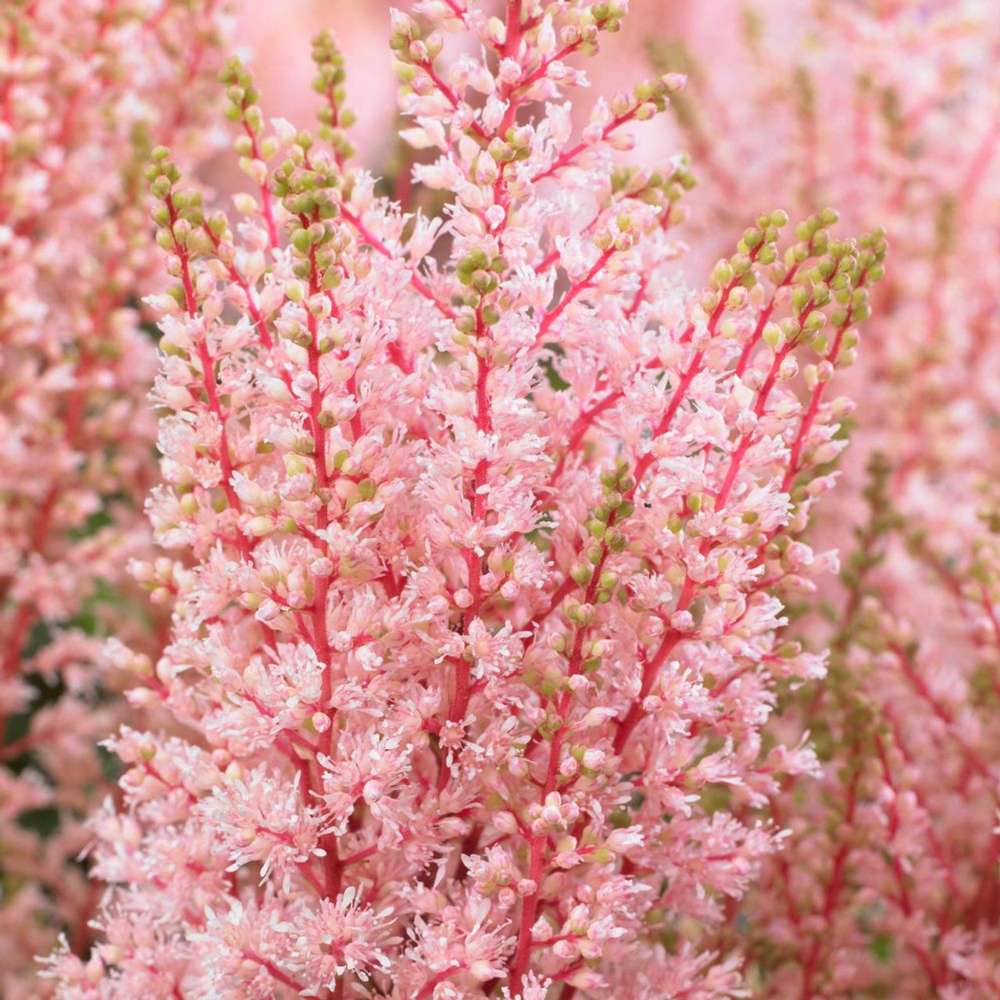 Astilbe 'Look At Me'